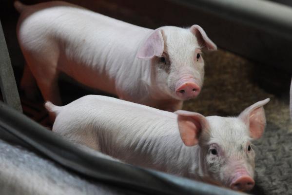 Troc de Crăciun: gadgeturi sau chiar mașină pentru un porc crescut la țară