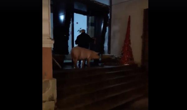Bărbat din Râșnov, dus direct la Psihiatrie, după ce a încercat să-și plătească taxele cu un porc