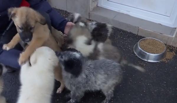 Un cățel nu este, întotdeauna, cadoul perfect pentru copii