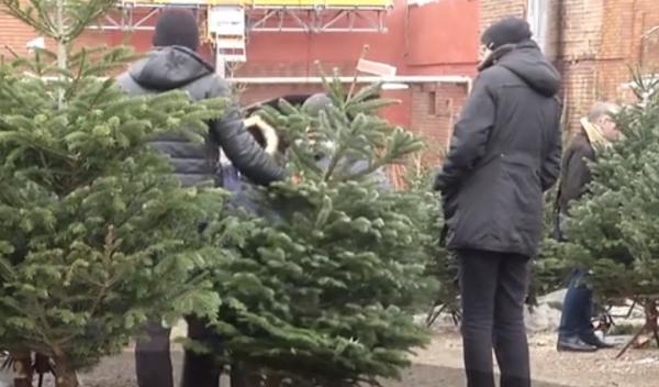 Brazii de Crăciun, din ce în ce mai scumpi! Preţul pomilor a crescut peste noapte