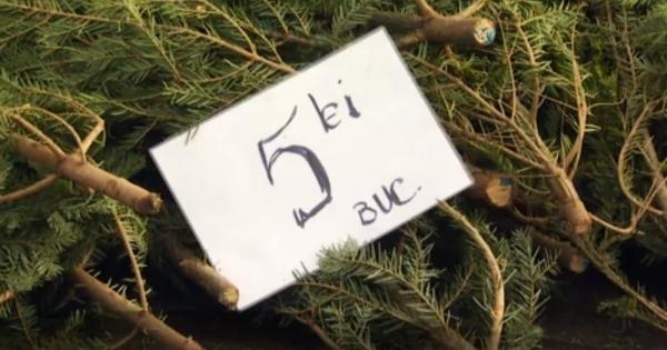 În Ajunul Crăciunului, brazii s-au vândut în pieţele din Bucureşti şi cu cinci lei bucata!