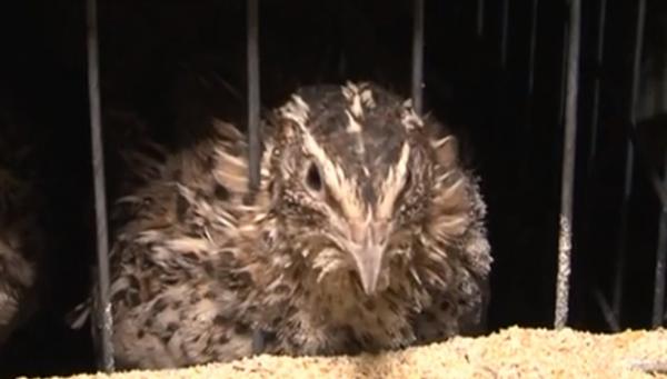 Ferma de prepeliţe, o afacere cu investiţii mici şi profit rapid