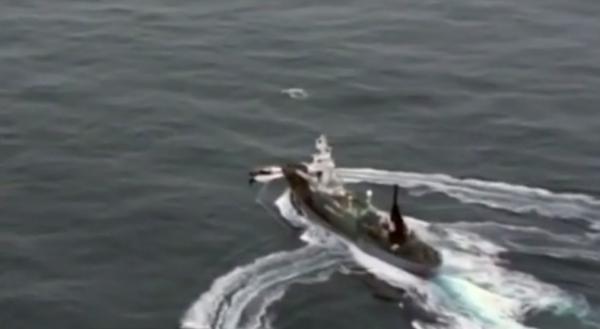 Japonia dă verde la vânătoarea de balene, după trei decenii de aşa-zisă pauză