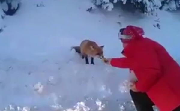 Vulpe înfometată surprinsă de turişti, în Munţii Bucegi (Video)