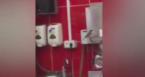Scene inedite într-un supermarket din Dej. Câteva vrăbii stăteau, ca la expoziţie, pe cutiile cu alimente