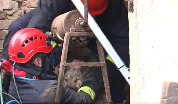 Câine salvat dintr-o fântână de un alt câine