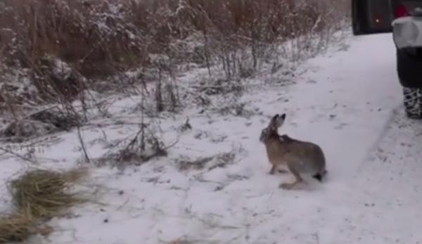 Acţiune inedită la Sfântu Gheorghe. 100 de iepuri sălbatici au fost eliberaţi pe câmpurile de lângă oraş