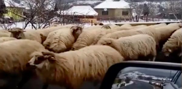 Oile au mâncat sarea de la deszăpezire de pe drumul european care leagă Sălajul de Cluj