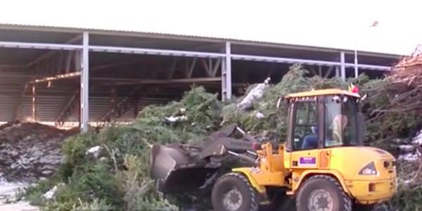 În Galaţi, brazii de Crăciun nu se aruncă pur şi simplu la gunoi. Pomii sunt transformaţi în îngrăşământ natural foarte eficient