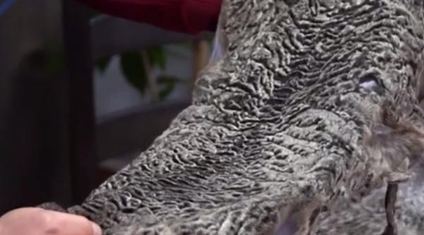 Cea mai valoroasă piele de oaie se găseşte în România, iar preţul său ajunge şi la 3000 de euro