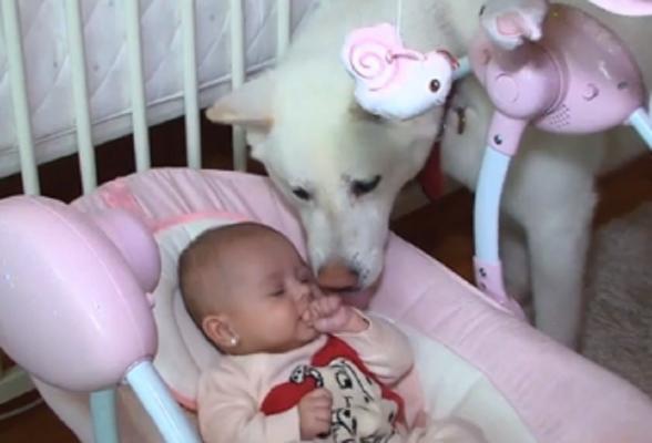 Prietenia specială dintre un bebeluş de 9 luni şi o căţeluşă Akita, la Târgu Mureş