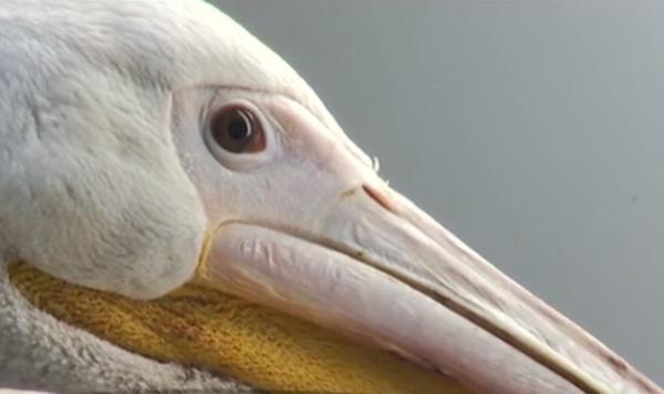 Pelicanii îngheţaţi de pe Lacul Herăstrău din Bucureşti au primit adăpost