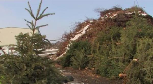 Brazii de Crăciun din Oradea nu sfârşesc laolaltă cu gunoaiele menajere, ci devin compost