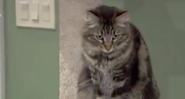 Un bărbat din San Jose a devenit celebru în Statele Unite, după ce a închiriat un apartament unor pisici