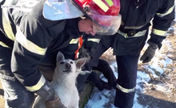 Misiune specială pentru pompierii din Timişoara. O căţeluşă speriată şi pe cei patru pui ai ei au fost scoşi dintr-un canal