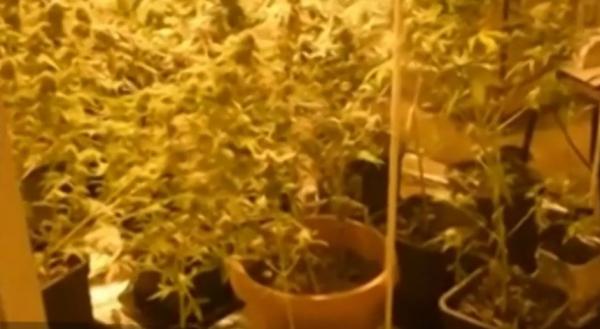 Un bărbat din Constanţa şi-a transformat apartamentul într-o seră de cannabis