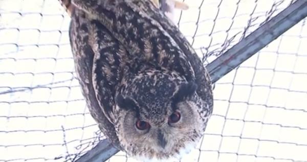 Bufniţa care a terorizat un orăşel din Olanda şi a rănit zeci de oameni a fost trimisă în România