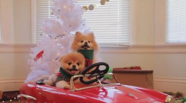 Cățelul Boo s-a îmbolnăvit după moartea prietenului său cel mai bun, Buddy