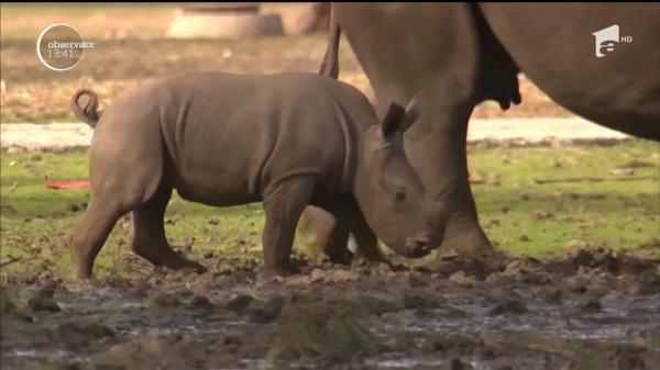 Un pui de rinocer, vedeta unei grădinei zoologice din Israel, la mai puţin de o lună de viaţă! (Video)