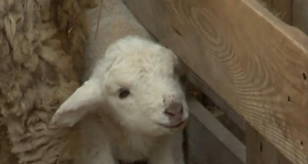 Primele comenzi pentru mielul de Paște, la preț aproape dublu față de 2018