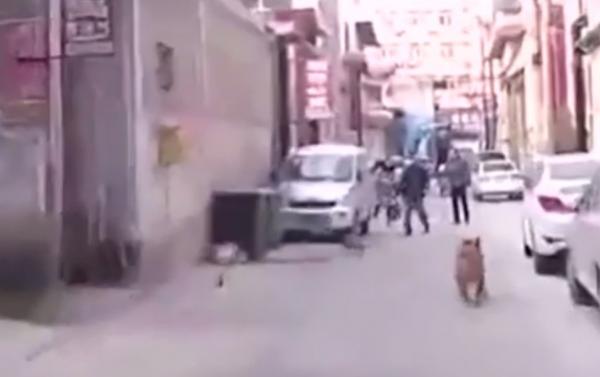 China: Un câine a condus ambulanța până la stăpânul său, căzut inconștient