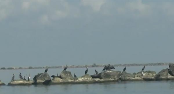 Cormoranul, scos țap ispășitor pentru dispariția peștelui din Delta Dunării