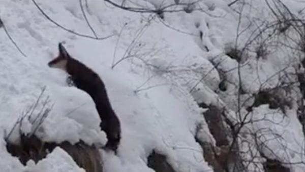 Iarnă grea pentru animalele sălbatice din apropierea Parcului Natural Grădiştea Muncelului