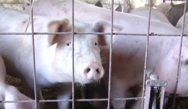 Vânzătorul ilegal care a adus pesta porcină în Arad și Timiș riscă închisoarea