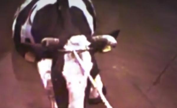 Detalii teribile despre abatorul polonez care scos pe piaţă carne de la vaci bolnave, ajunsă şi în România