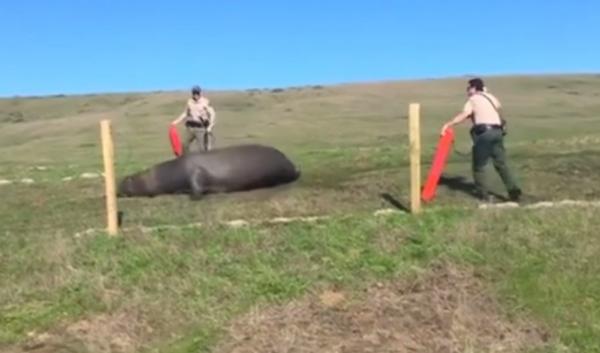 Operaţiune inedită de salvare în California. Un elefant de mare a fost ghidat către ocean