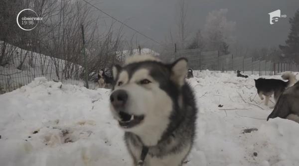 Concursul de atelaje canine a luat startul în Harghita