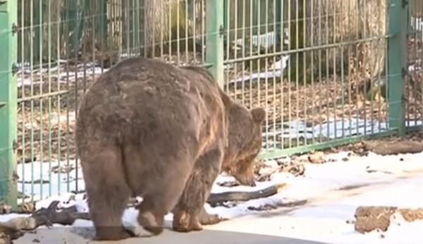 Ziua în care urșii prevestesc vremea la Grădina Zoologică din Târgu Mureş