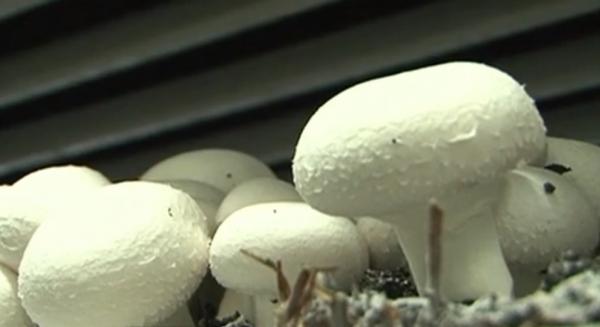 Ciuperci pleurotus şi champignon, profit de zeci de mii de euro în Mureş