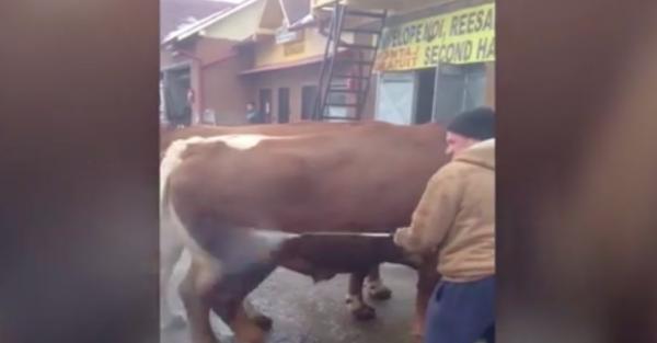 Un bărbat din Bacău și-a dus vacile la o spălătorie auto (Video)