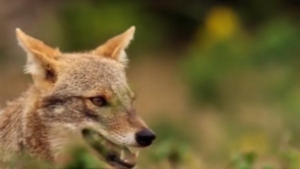 Sate din Delta Dunării, terorizate de şacali. Animalele în haite devastează morminte