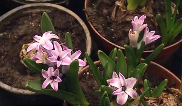 Flori din import de Mărţişor, mai scumpe decât cele din serele româneşti