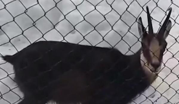 O capră neagră, protejată de lege, a fost descoperită în ograda unei familii din Argeș