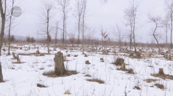 Pădure din Iași defrișată de hoți în doar câteva luni. Reacția autorităților