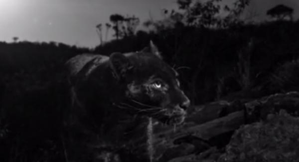 Imagini rare. Un leopard negru a fost surprins în Kenya