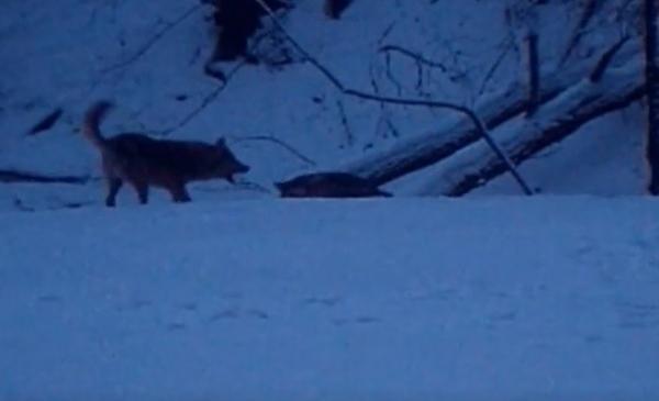 Animale sălbatice, admirate pe camerele de supraveghere din Mehedinți