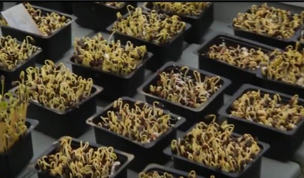 Agricultura la ghiveci, o afacere din ce în ce mai profitabilă pentru antreprenori