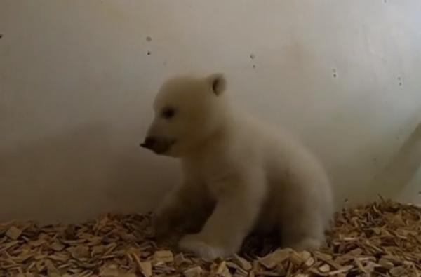 Un urs polar de 11 săptămâni a fost prezentat la grădina zoologică din Berlin