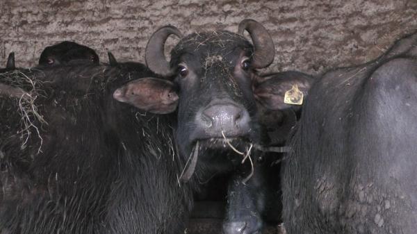 Fermierii români, încurajați să crească bivoli