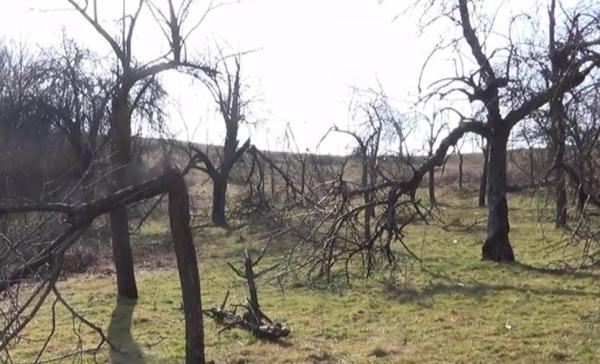 Zăpada și înghețul au făcut ravagii în livezile din România