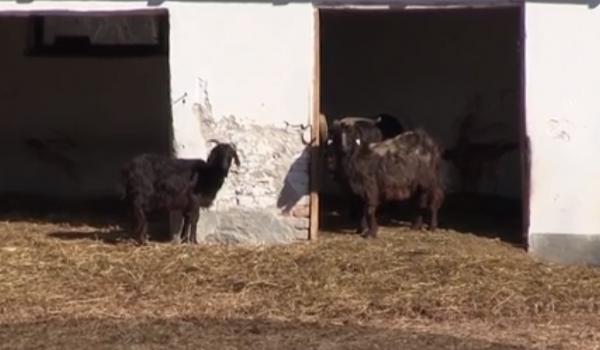 Fazanii aurii şi bivolii indieni de la Zoo Bârlad vor fi scoşi la licitaţie, pentru că s-au înmulţit peste măsură