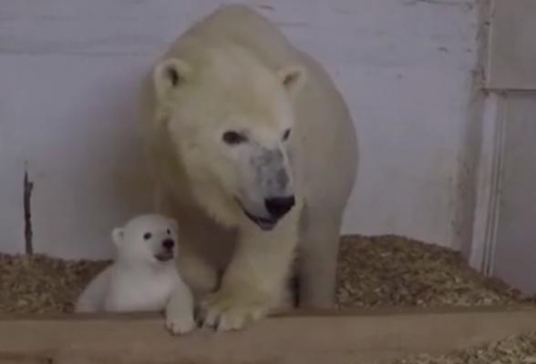 Un pui de urs polar, vedeta grădinii zoologice din Berlin (Video)