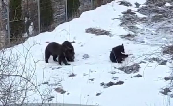 Ursoaică cu doi pui, surprinsă pe străzile din staţiunea Buşteni, în căutare de hrană