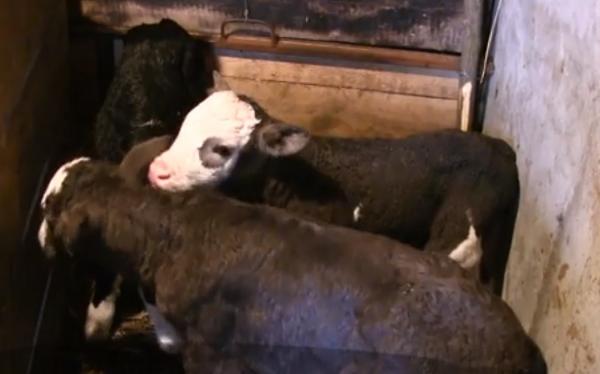 O vacă dintr-o gospodărie din judeţul Vaslui a adus pe lume trei tăuraşi