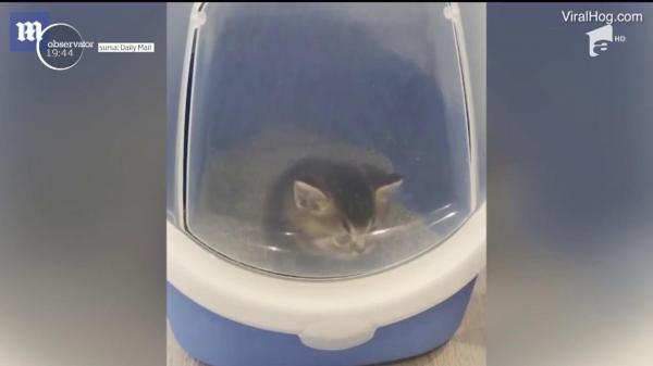 Pisicuţă rămasă prizonieră în litieră, imagini virale din Rusia (Video)