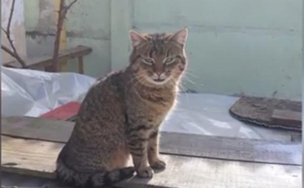 Trăieşte într-un centru de plasament, dar luptă pentru a salva animalele fără adăpost